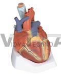 Heart Anatomy Model, 7 part model -- esophagus, trachea, SVC, aorta, front heart wall, upper half of heart